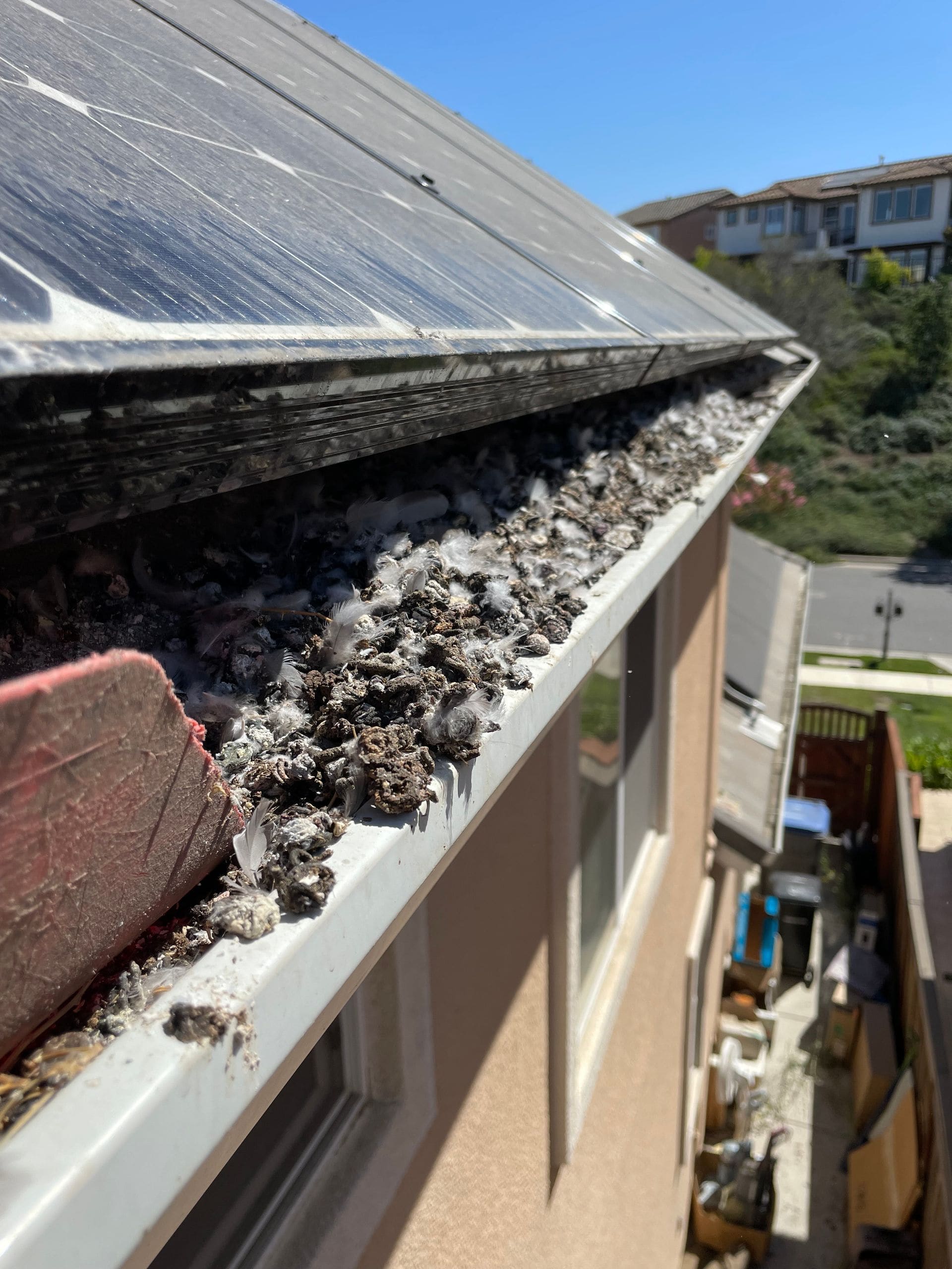 Gutter full of bird nesting debris beneath a residential solar panel, before cleaning